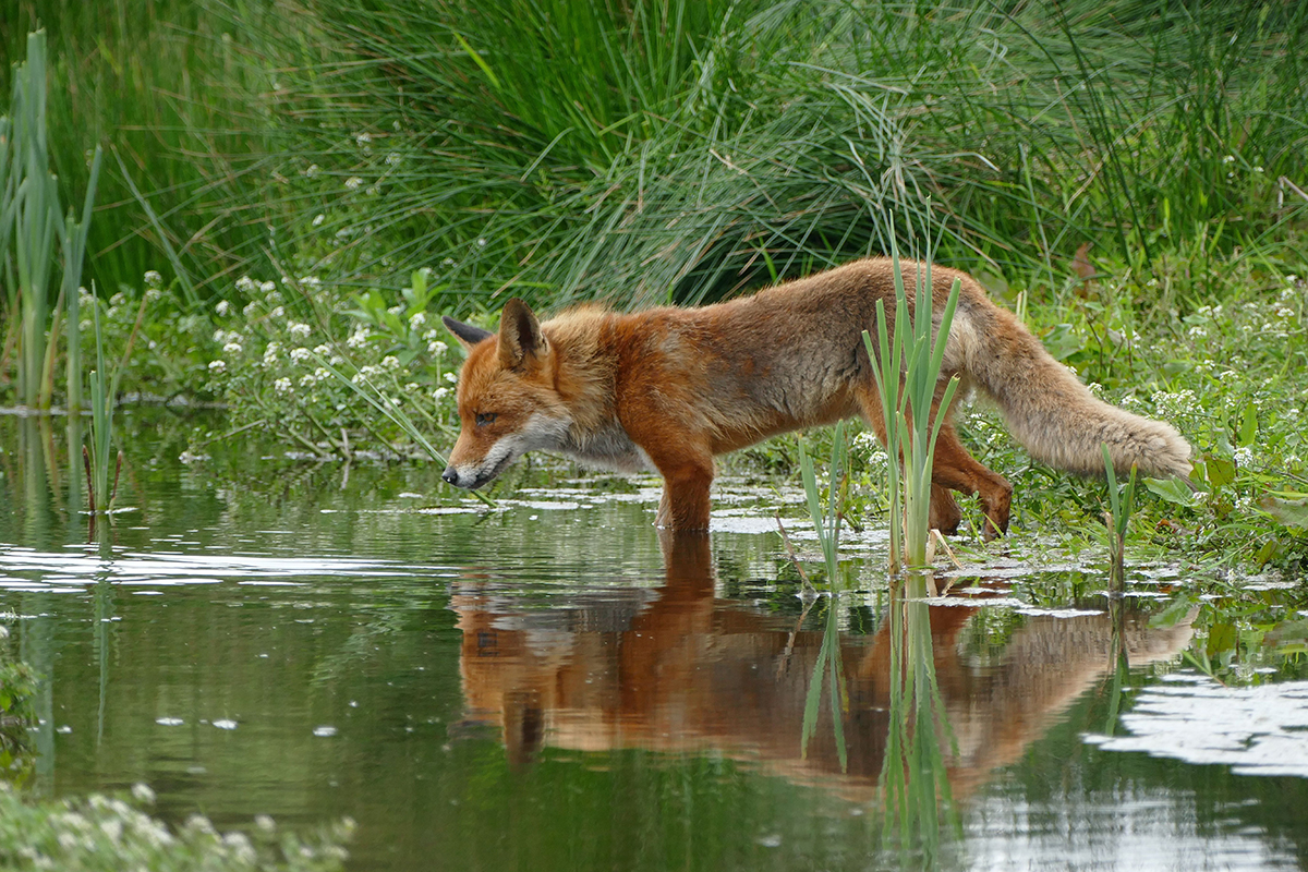 Peelvos reflecteert